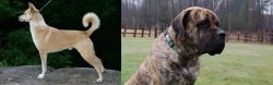 Canaan Dog vs American Mastiff - Breed Comparison