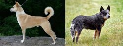 Canaan Dog vs Austrailian Blue Heeler - Breed Comparison