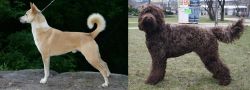 Canaan Dog vs Barbet - Breed Comparison
