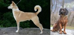 Canaan Dog vs Bavarian Mountain Hound - Breed Comparison