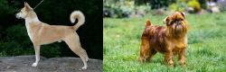 Canaan Dog vs Belgian Griffon - Breed Comparison