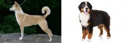 Canaan Dog vs Bernese Mountain Dog - Breed Comparison