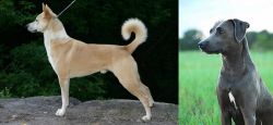 Canaan Dog vs Blue Lacy - Breed Comparison