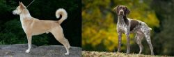 Canaan Dog vs Braque Francais (Gascogne Type) - Breed Comparison
