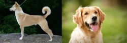 Canaan Dog vs Golden Retriever - Breed Comparison