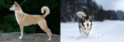 Canaan Dog vs Siberian Husky - Breed Comparison