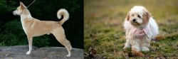 Canaan Dog vs West Highland White Terrier - Breed Comparison