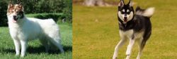 Canadian Eskimo Dog vs Alaskan Klee Kai - Breed Comparison