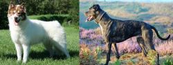 Canadian Eskimo Dog vs Alaunt - Breed Comparison