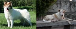Canadian Eskimo Dog vs Askal - Breed Comparison