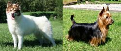 Canadian Eskimo Dog vs Australian Silky Terrier - Breed Comparison