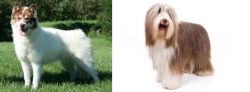 Canadian Eskimo Dog vs Bearded Collie - Breed Comparison