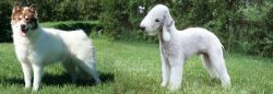 Canadian Eskimo Dog vs Bedlington Terrier - Breed Comparison