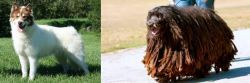 Canadian Eskimo Dog vs Bergamasco - Breed Comparison