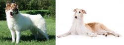 Canadian Eskimo Dog vs Borzoi - Breed Comparison