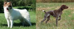 Canadian Eskimo Dog vs Braque Francais - Breed Comparison
