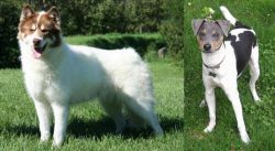 Canadian Eskimo Dog vs Brazilian Terrier - Breed Comparison