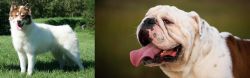 Canadian Eskimo Dog vs English Bulldog - Breed Comparison