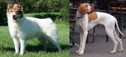 Canadian Eskimo Dog vs English Pointer - Breed Comparison