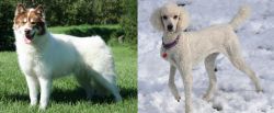 Canadian Eskimo Dog vs Poodle - Breed Comparison