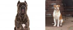 Cane Corso vs Alapaha Blue Blood Bulldog - Breed Comparison