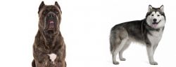 Cane Corso vs Alaskan Malamute - Breed Comparison
