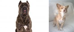 Cane Corso vs Alopekis - Breed Comparison