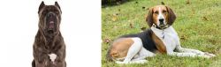 Cane Corso vs American English Coonhound - Breed Comparison
