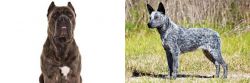 Cane Corso vs Australian Stumpy Tail Cattle Dog - Breed Comparison