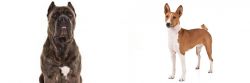 Cane Corso vs Basenji - Breed Comparison