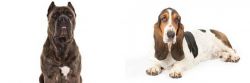 Cane Corso vs Basset Hound - Breed Comparison