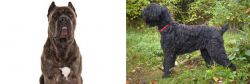 Cane Corso vs Black Russian Terrier - Breed Comparison