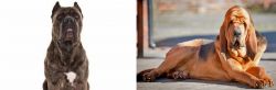 Cane Corso vs Bloodhound - Breed Comparison