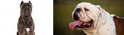 Cane Corso vs English Bulldog - Breed Comparison