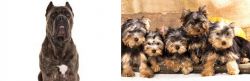Cane Corso vs Yorkshire Terrier - Breed Comparison