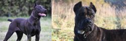 Canis Panther vs Alano Espanol - Breed Comparison
