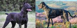 Canis Panther vs Alaunt - Breed Comparison