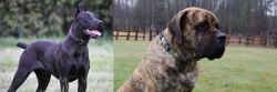 Canis Panther vs American Mastiff - Breed Comparison