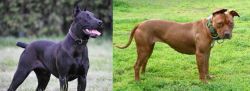 Canis Panther vs American Pit Bull Terrier - Breed Comparison