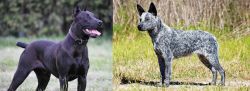 Canis Panther vs Australian Stumpy Tail Cattle Dog - Breed Comparison