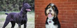 Canis Panther vs Bernedoodle - Breed Comparison