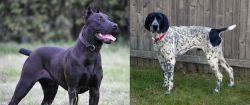 Canis Panther vs Braque d'Auvergne - Breed Comparison
