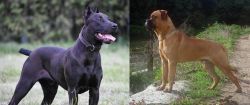 Canis Panther vs Bullmastiff - Breed Comparison