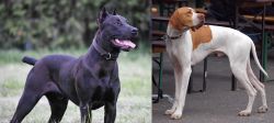 Canis Panther vs English Pointer - Breed Comparison