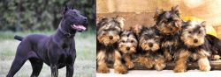Canis Panther vs Yorkshire Terrier - Breed Comparison