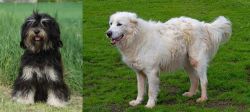 Cao da Serra de Aires vs Abruzzenhund - Breed Comparison
