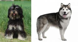Cao da Serra de Aires vs Alaskan Malamute - Breed Comparison