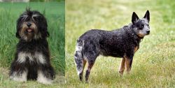 Cao da Serra de Aires vs Austrailian Blue Heeler - Breed Comparison