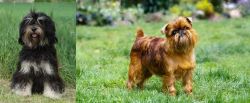Cao da Serra de Aires vs Belgian Griffon - Breed Comparison