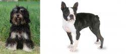 Cao da Serra de Aires vs Boston Terrier - Breed Comparison